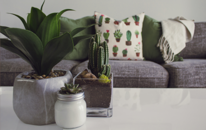 Las mejores plantas para decorar cada rincón de tu casa