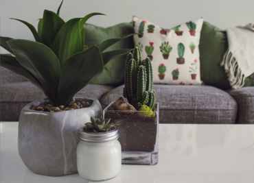 Las mejores plantas para decorar cada rincón de tu casa