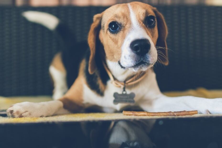 Las 10 razas de perros que viven más tiempo