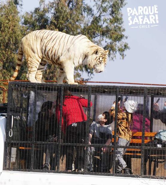 Mujer joven muere tras ser atacada por un tigre en un safari