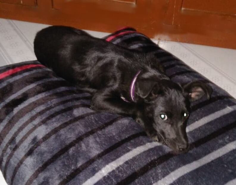 ¿Sabías que hay perros xoloitzcuintles con pelo?