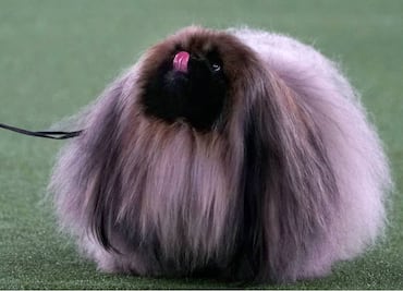 Wasabi, un peludo pequinés, gana concurso de belleza canina en NY