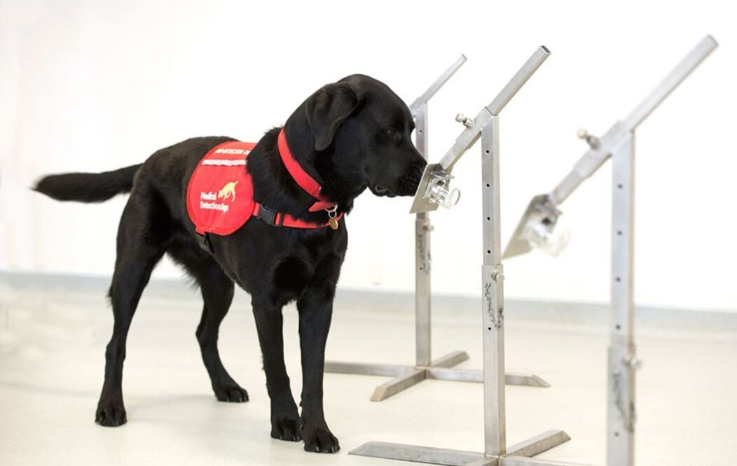 Foto: Facebook Medical Detection Dogs