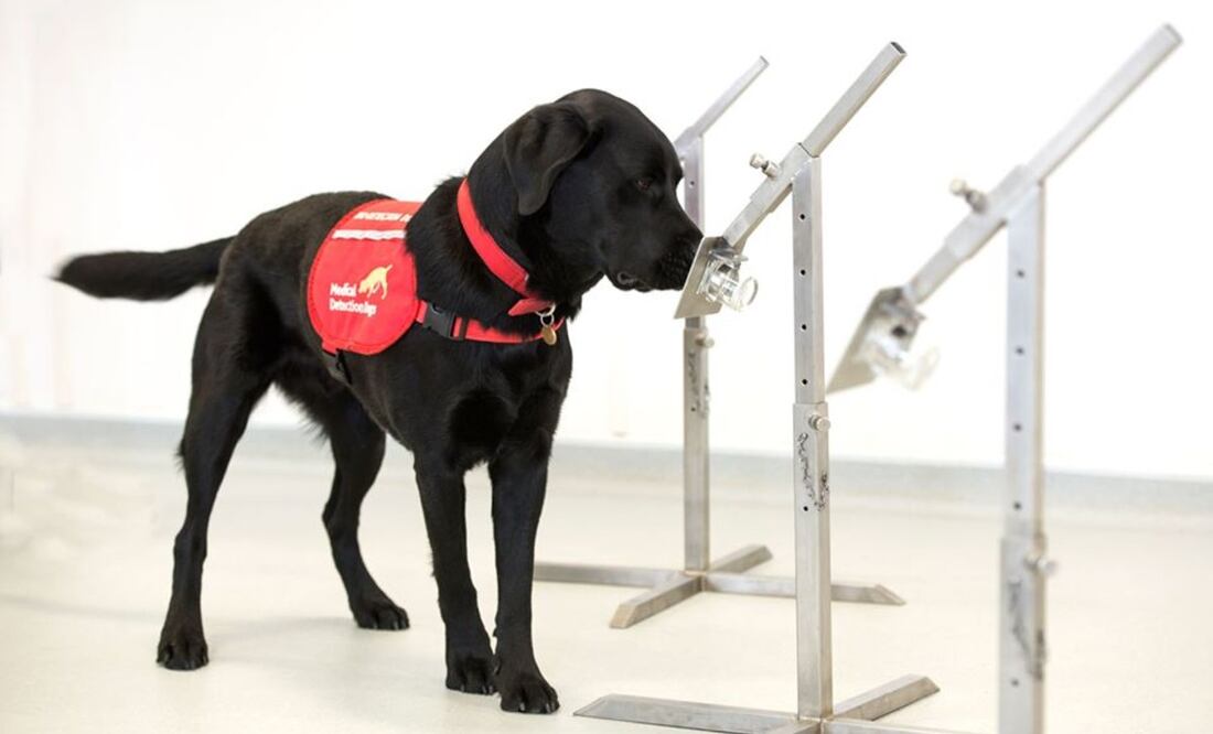 Foto: Facebook Medical Detection Dogs