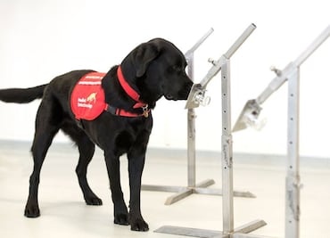 Entrenan a perros para detectar a personas con coronavirus