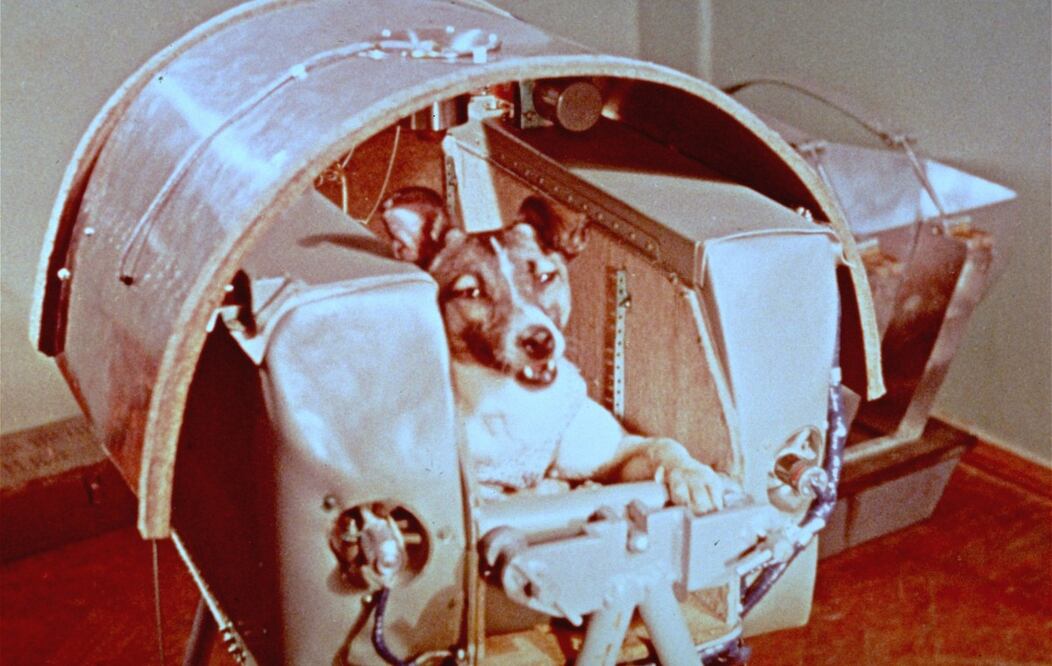 Foto de Laika del 5 de noviembre de 1957, la perra que viajó al espacio exterior como pasajera a bordo del Sputnik II. (Foto: AP Photo/ NASA)