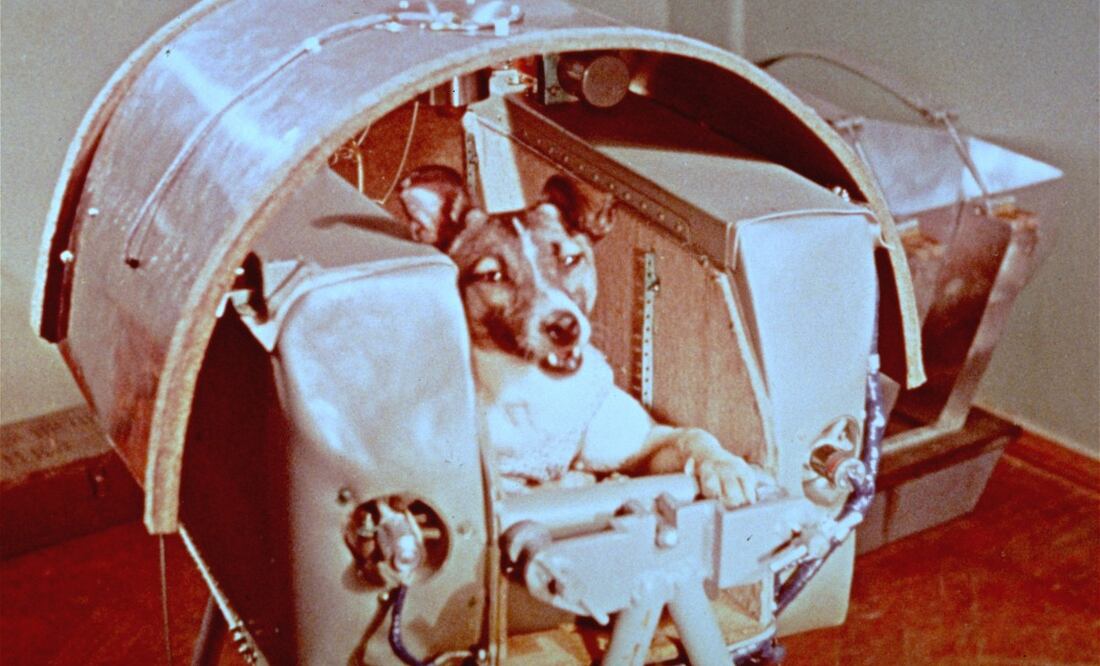 Foto de Laika del 5 de noviembre de 1957, la perra que viajó al espacio exterior como pasajera a bordo del Sputnik II. (Foto: AP Photo/ NASA)