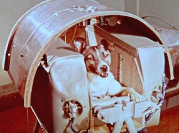 Día del Perro Callejero: 5 perros sin hogar que han hecho historia