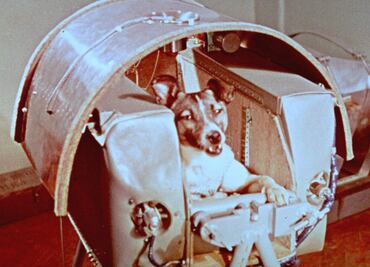 Día del Perro Callejero: 5 perros sin hogar que han hecho historia