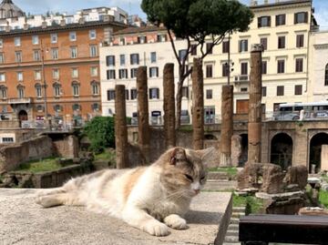 Así es el “Santuario Romano” de  los gatos en Italia