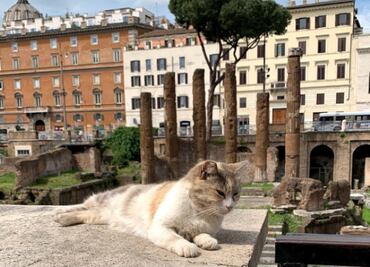 Así es el “Santuario Romano” de los gatos en Italia