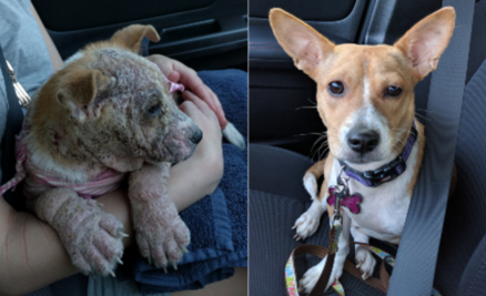 10 historias extremas de perros adoptados que sólo querían amor