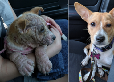 10 historias extremas de perros adoptados que sólo querían amor