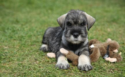 10 cosas que NO sabías sobre los Schnauzers miniatura