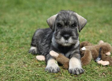 10 cosas que NO sabías sobre los Schnauzers miniatura