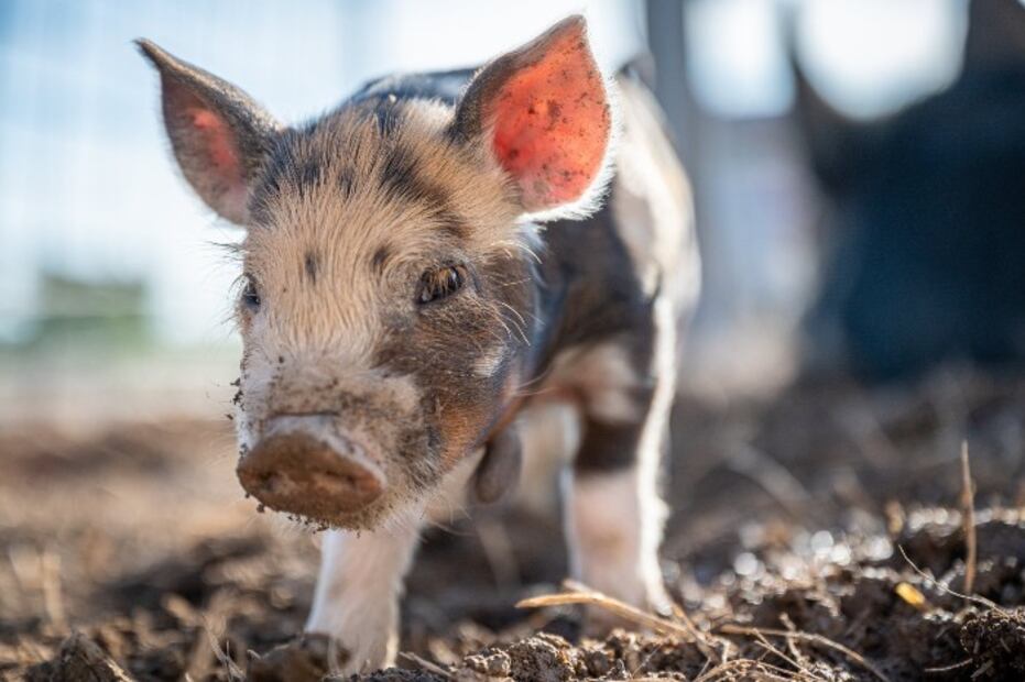 ¿Qué alimentos puede y no puede comer un mini pig?