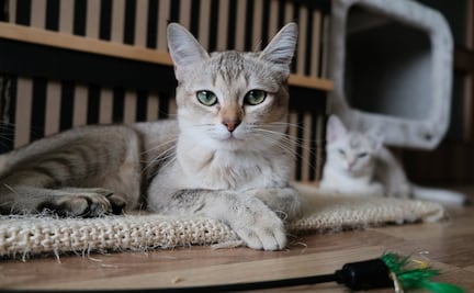 Gatos: las mascotas preferidas desde hace 1,000 años