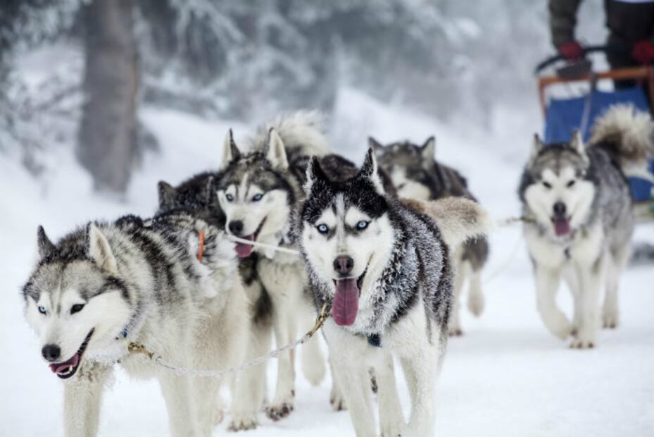Las 10 mejores razas de perros