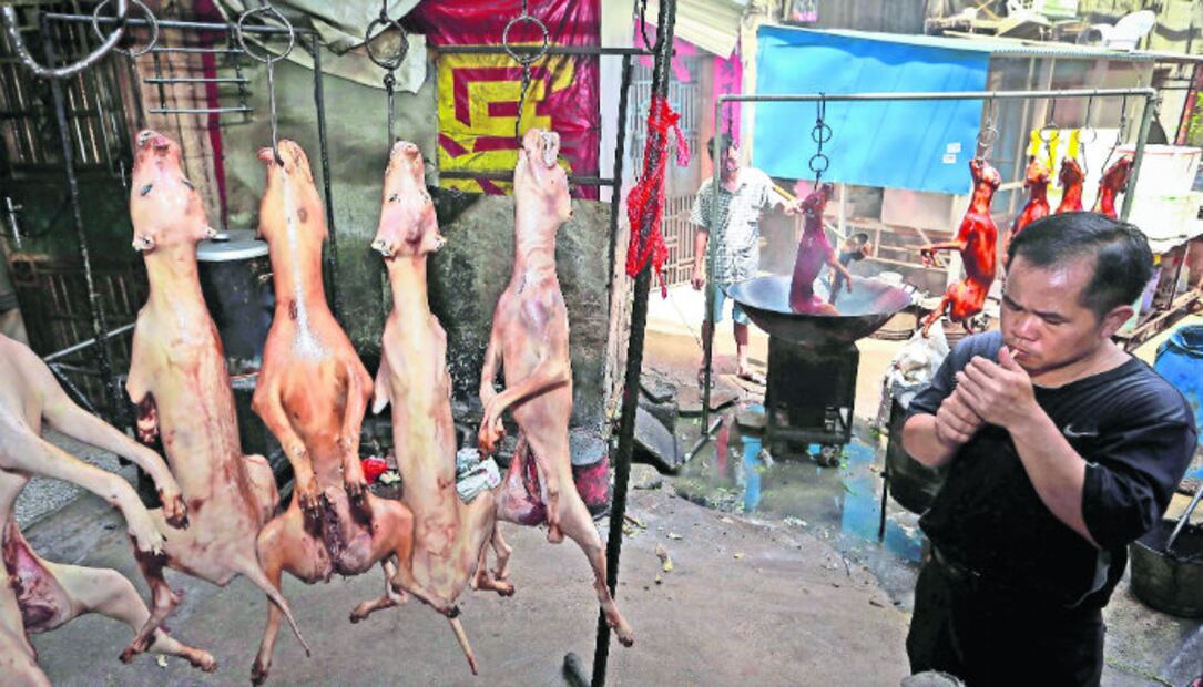 5 países que permiten la brutal caza de animales