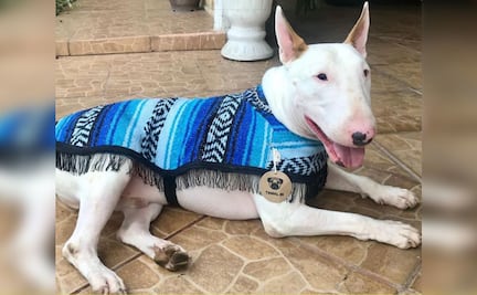 Jorongos para perros, la tendencia en temporada de frío