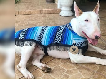 Jorongos para perros, la tendencia en temporada de frío