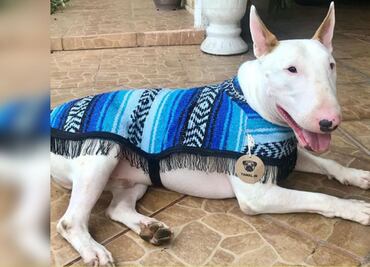 Jorongos para perros, la tendencia en temporada de frío