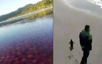 10 animales salvajes que están regresando a su hábitat natural