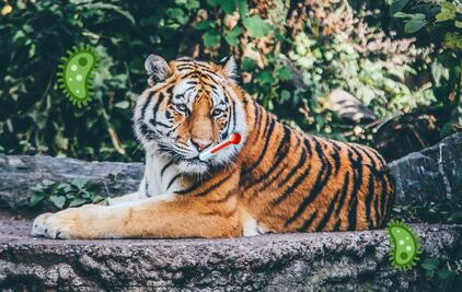 ¿Por qué el coronavirus afecta a algunos animales?