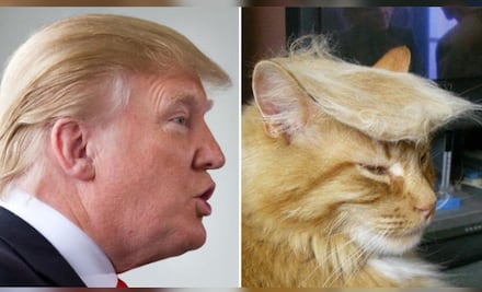 Más de 10 celebridades que tienen un doble en el reino animal