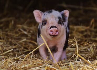 ¿Qué alimentos puede y no puede comer un mini pig?