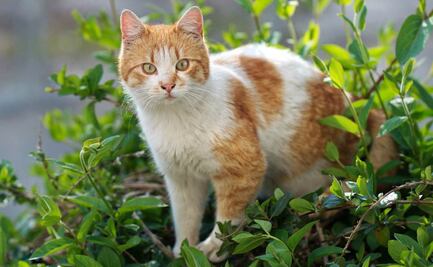 Más de 10 plantas que pueden ser tóxicas para los gatos 