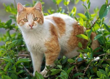 Más de 10 plantas que pueden ser tóxicas para los gatos