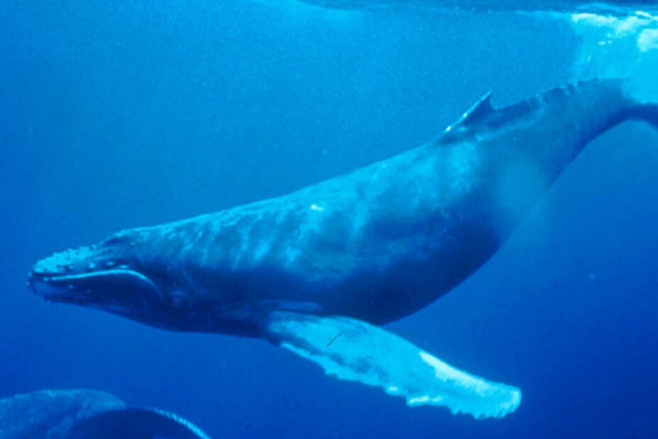 10 especies animales que se salvaron de la extinción