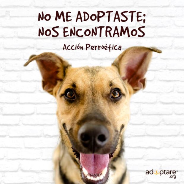 5 aspectos que debes considerar antes de adoptar un animal