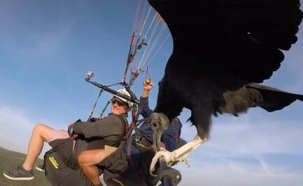 VIDEO: Buitre se hace viral al dar un paseo en parapente
