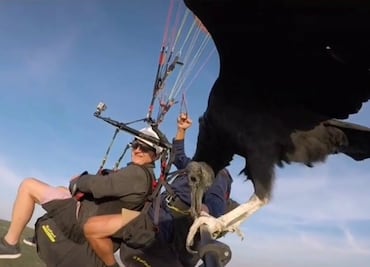 VIDEO: Buitre se hace viral al dar un paseo en parapente