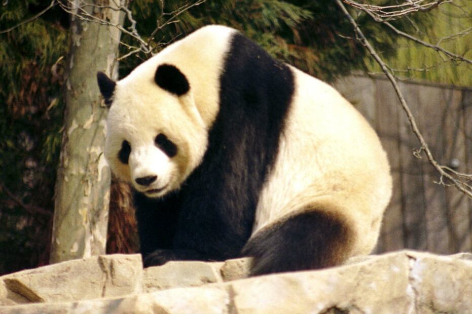 10 especies animales que se salvaron de la extinción