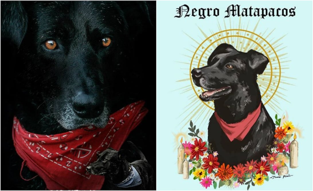 Foto: Facebook Documental Negro Matapacos/Instagram @tamafenix