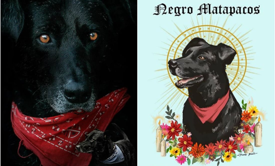 Foto: Facebook Documental Negro Matapacos/Instagram @tamafenix