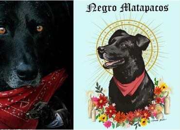 “El Negro Matapacos”, el perro que se convirtió en estandarte de las protestas en Chile