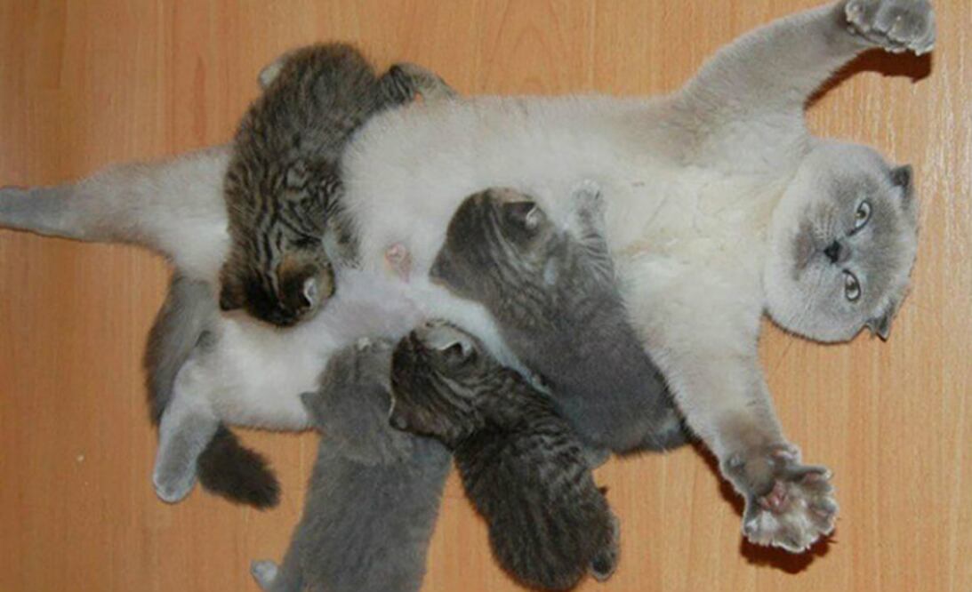 Foto: Imgur  @MazMe89