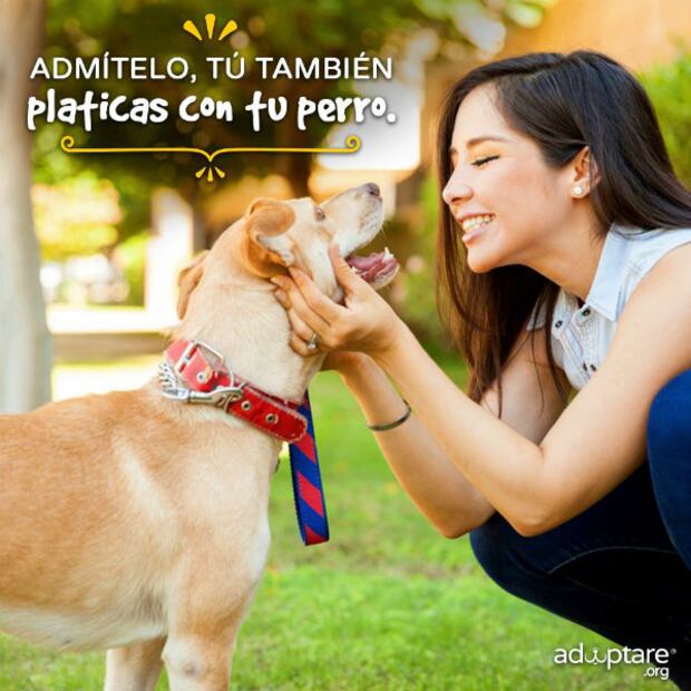 5 aspectos que debes considerar antes de adoptar un animal