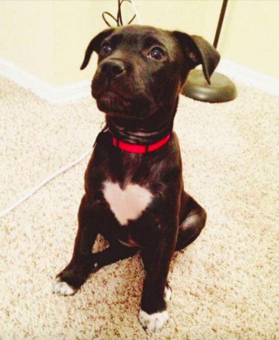 No hay nada más adorable que ésto. Literalmente, este cachorrito lleva un corazón en su pecho. (Foto: Imgur)