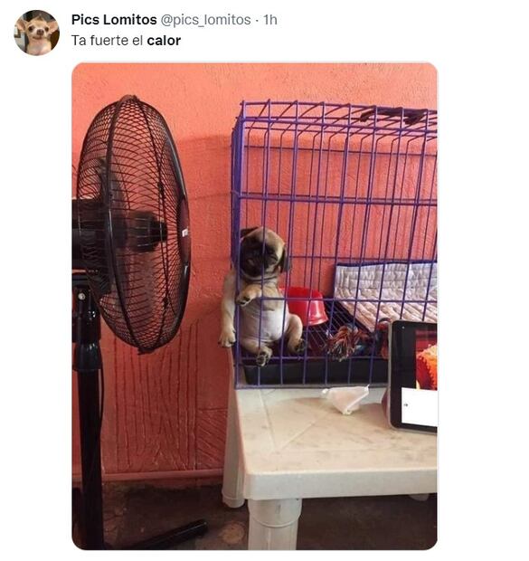 10 memes del calor intenso en México con los que te identificarás