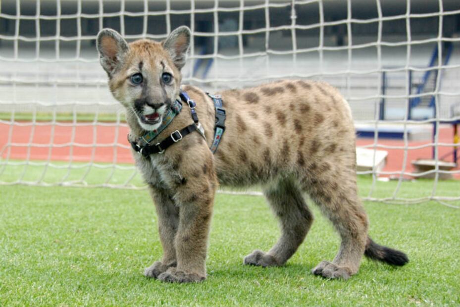 ¡Goya! El origen de los PUMAS como mascota oficial de la UNAM