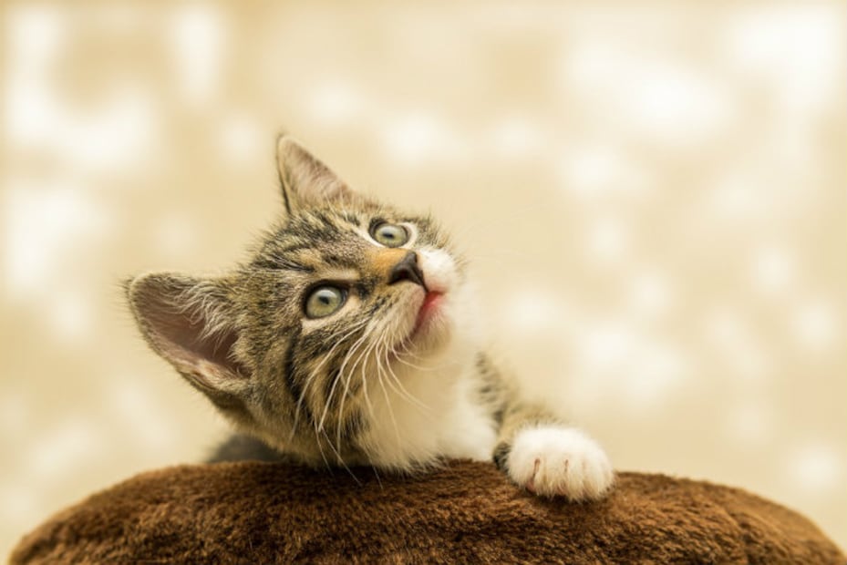 Más de 10 plantas que pueden ser tóxicas para los gatos 