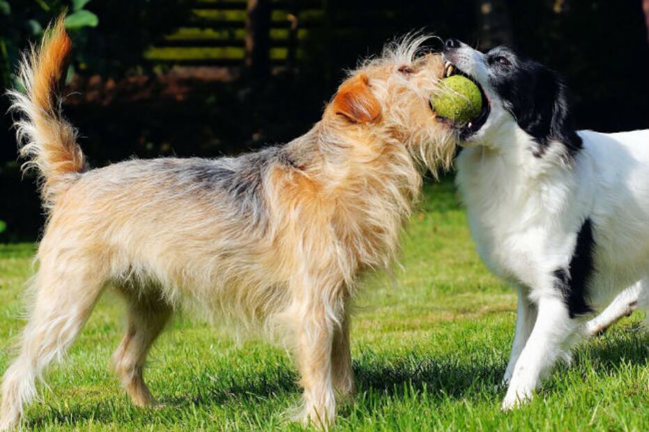 10 razones por las que los perros son nuestros ángeles