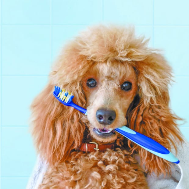 10 cosas que tu perro en verdad odia de ti