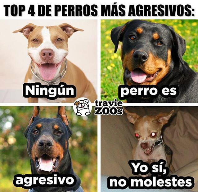 Estudio revela que perros chihuahuas son más agresivos que los pitbulls