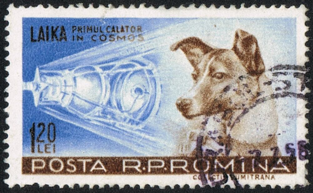 Laika, la terrible historia del primer perro cosmonauta 